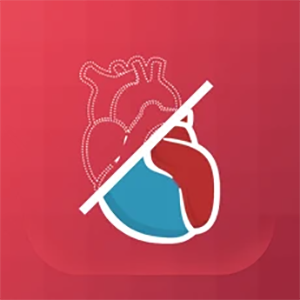 Illustration of an anatomical human heart.