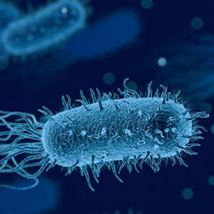 Microscopic image of a blue bacterium.