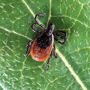 A tick sitting on a leaf.